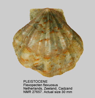 PLEISTOCENE Flexopecten flexuosus (2).jpg - PLEISTOCENE Flexopecten flexuosus (Poli,1795)
